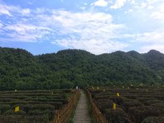 -中国茶叶博物馆(双峰馆区)