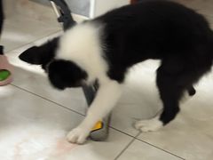 -翊宠yipet猫狗购宠庄园犬舍•猫舍