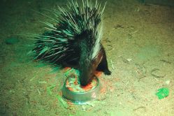 -酷嗒动物文化乐园(cutezoo西溪乐天城店)