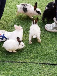 -萌宠亲子动物乐园(槐房万达店)