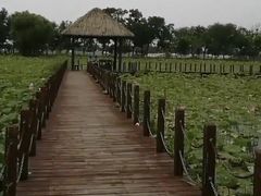 -西青郊野公园