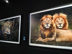 -罗红摄影艺术馆