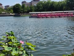 -莲花池公园