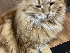 -MOCHA明星猫咖(田子坊店)