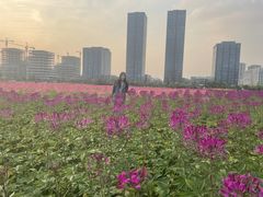 -映月湖中央公园