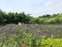 -广东花都香草世界旅游度假区