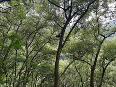 -南山植物园