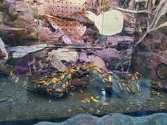 -上海大自然野生昆虫馆(东方明珠·爬宠昆虫探索中心)