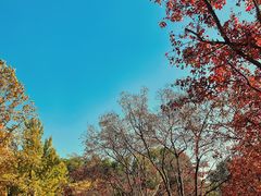 -大望京公园