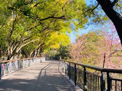 -金鸡山公园