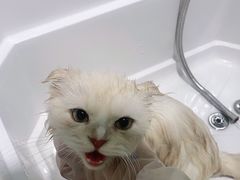 -老吴的猫·猫舍(新区店)