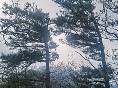 -王顺山国家森林公园