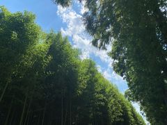 -黄海国家森林公园