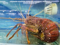-明记海鲜大排档(巽寮湾店)