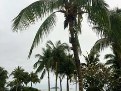 -亚龙湾喜来登·美景台大堂吧