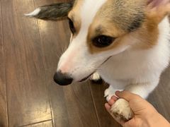 -柯斗斗主题餐厅·狗咖·围炉煮茶·茶饮(国瑞升平里店)