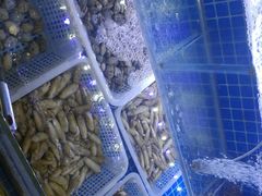 -老九圆山西面馆(CBD店)