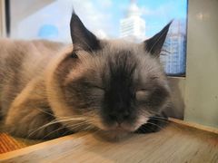 -Heymao猫咖.咖啡厅(东门店)
