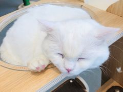 -飞行喵MR PILOT|猫舍·猫咖(静安大融城店)