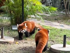 -灵玲国际马戏城