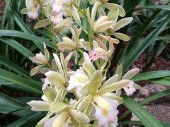 -上海植物园·停车场