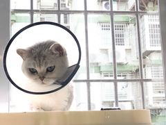 -瑞派康怡24h宠物医院·犬猫医疗中心·微创绝育(瑞景分院)