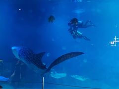 -烟台海昌鲸鲨海洋公园