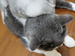 -芭比堂动物医院·24小时·眼科中心(深圳中心)