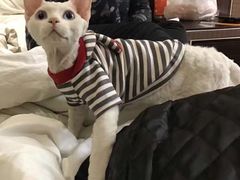 -Bastet sally猫舍购宠(静安店)