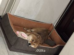 -FAELING PETS美天灵宠物(富力广场店)