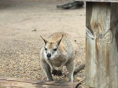 -费瑟代尔野生动物园