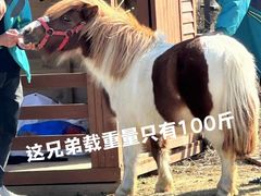 -苏州海洋馆