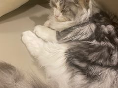 -猫腻·猫咖·撸猫馆(星光大道店)