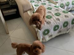 -派多格宠物·购宠(靛厂路店)