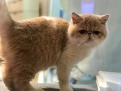-momokira米努特·德文卷毛猫·棉花面纱犬
