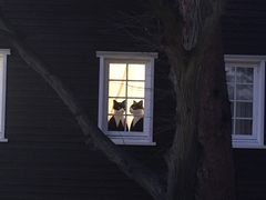 -三鹰之森吉卜力美术馆