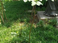 -广州神农草堂中医药博物馆