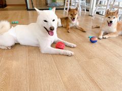 -南京Hallo宠物乐园·哈罗犬舍·柴犬繁育基地