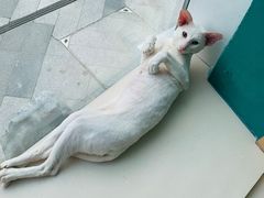 -飞行喵MR PILOT|猫舍·猫咖(静安大融城店)