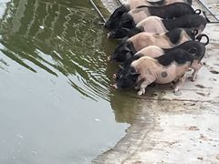 -北京鹿世界主题园
