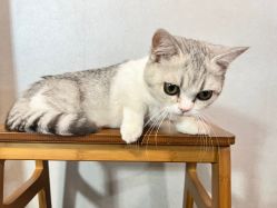 -極致刺青TATTOO STUDIO 私人订制