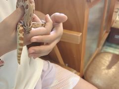 -吉丁鸟咖·异宠·寄养