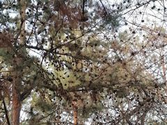 -森林公园(尖草坪区)