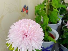 -杭州植物园