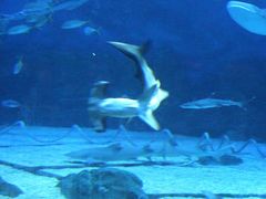 -烟台海昌鲸鲨海洋公园