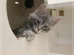 -十年猫舍·猫咪专门店(普陀店)
