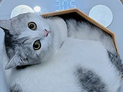 -猫大福·Fortune Cat猫舍(百子湾店)
