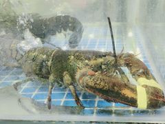 -锦里海景海鲜餐厅.三亚老字号(亚龙湾中心广场店)