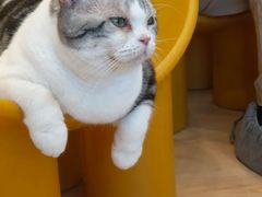 -有喵·猫咖·狗咖·30几只猫10只小狗(岗厦店)