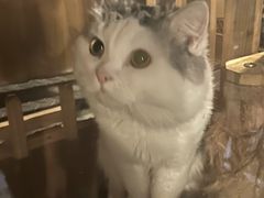 -Mr.Fox狐狸先生超级密室(南山店)